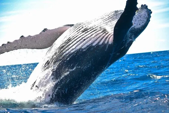 Picture from CoinDesk for: Dormant Bitcoin whale moves $377.6m after sitting through 2020 crash